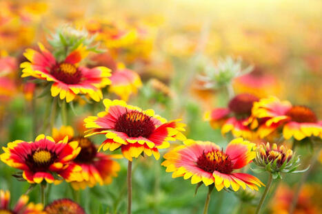 12 Heat-Tolerant Perennials That Power Through The Hottest Days Of Summer | Best Backyard Patio Garden Scoops | Scoop.it