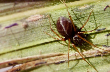 Une araignée qui crache son venin ! | Variétés entomologiques | Scoop.it