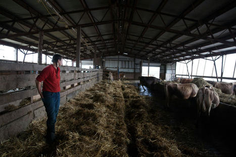 Maine Farmers Dump Milk, Lose Crops as Forever Chemicals Taint Soil - WSJ.com | Agents of Behemoth | Scoop.it