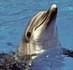Dolphin sandwich, anyone? Eating of sea mammals on rise as fall in fish sees fishermen struggling to make ends meet | OUR OCEANS NEED US | Scoop.it