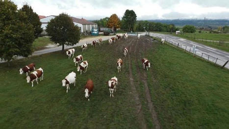 Il pâture avec un grand troupeau laitier dans le Doubs | Actualités de l'élevage | Scoop.it