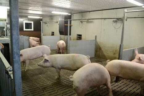 La méthode label bas carbone pour la filière porcine enfin mise en consultation | SCIENCES DE L' ANIMAL | Scoop.it