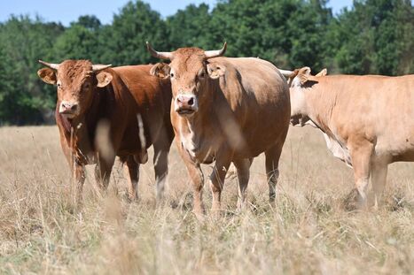 75 communes placées sous surveillance dans ce département après un cas de dermatose bovine détecté en Espagne | Actualité Bétail | Scoop.it
