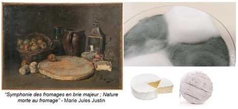 La moisissure blanche et duveteuse qui recouvre les fromages &agrave; p&acirc;te molle type Camembert et Brie est domestiqu&eacute;e et s&rsquo;est diversifi&eacute;e en deux vari&eacute;t&eacute;s aux caract&egrave;res distincts | Life Sciences Universit&eacute; Paris-Saclay | Scoop.it