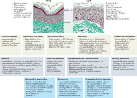 Skin health and biological aging | Nature Aging nag | RMH | Scoop.it