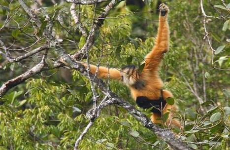 Au Vietnam, d&eacute;couverte d'une nouvelle colonie de 500 gibbons | Voyage au coeur du Vietnam | Scoop.it