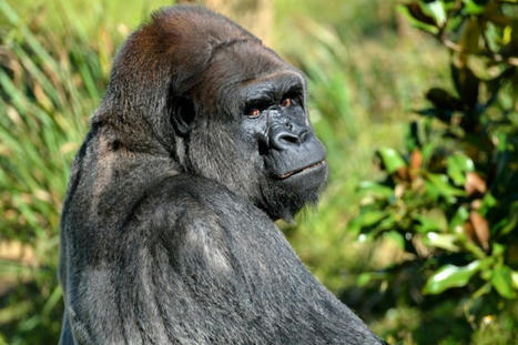 Le WWF constate une « baisse dévastatrice » des animaux sauvages en 50 ans | Toxique, soyons vigilant ! | Scoop.it