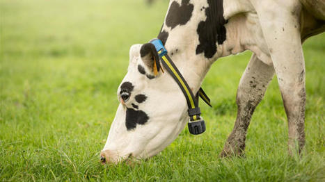 Un livre blanc sur les outils de monitoring en &eacute;levage | Elevage et num&eacute;rique | Scoop.it