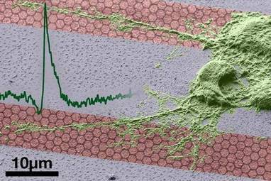 Des transistors en graph&egrave;ne pour la bio&eacute;lectronique | 21st Century Innovative Technologies and Developments as also discoveries, curiosity ( insolite)... | Scoop.it