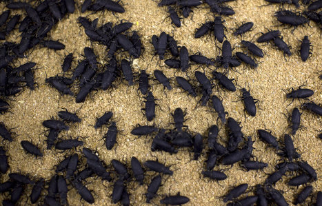 Des insectes dans la farine | EntomoNews | Scoop.it