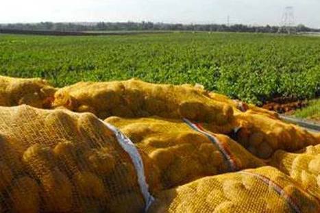 L’Algérie doit revoir les mécanismes de soutien à l’agriculture (expert) | MED-Amin network | Scoop.it