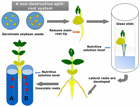Studies of rhizobial competitiveness for nodulation in soybean using a non-destructive split-root system | Plant-Microbe Symbiosis | Scoop.it
