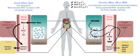 The differential impact of three different NAD+ boosters on circulatory NAD and microbial metabolism in humans | Nmeta | RMH | Scoop.it