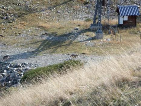 Gap | Des solutions divergentes sur la question du loup | Loup | Scoop.it