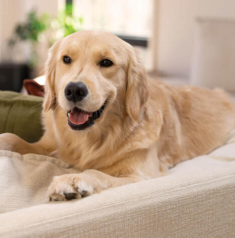 Why You Should Add Long-Term Pet Care into Your Estate Plan | Wealth Management Report - Living Your Dreams | Scoop.it