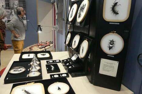 Un bestiaire à découvrir au musée de Saint-Florentin (Yonne) | Variétés entomologiques | Scoop.it