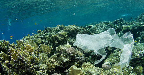 Le plastique biodégradable est une arnaque : il ne se décompose pas dans l’océan ! | Zones humides - Ramsar - Océans | Scoop.it