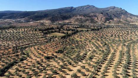 La résilience des variétés d'olives endémiques de TUNISIE | CIHEAM Press Review | Scoop.it