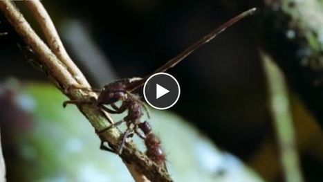 Des fourmis transformées en zombies par un champignon parasite | EntomoScience | Scoop.it