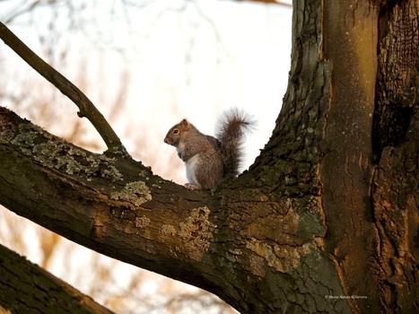 These squirrels are not native. So what?  | Nature Flash | Scoop.it