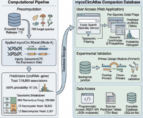 MycoCirc: A Pan-Fungal Multi-Modal Pretrained Model for Fungal circRNA Prediction from Genome Sequence | brvai | RMH | Scoop.it