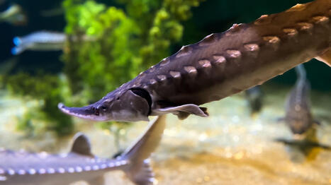 JAPON : Des esturgeons mâles transformés en femelles pour stimuler la production de caviar | ASIES | Scoop.it