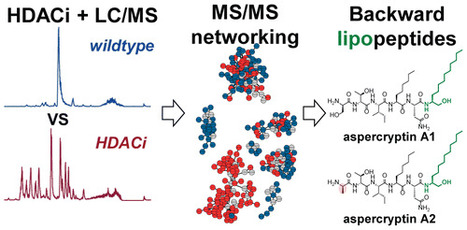 New Aspercryptins, Lipopeptide Natural Products, Revealed by HDAC Inhibition in Aspergillus nidulans | Natural Products Chemistry Breaking News | Scoop.it