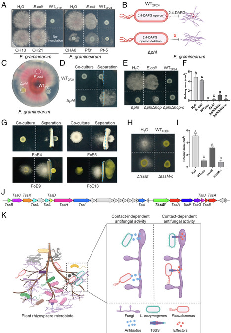 Soil microbiome bacteria protect plants against...