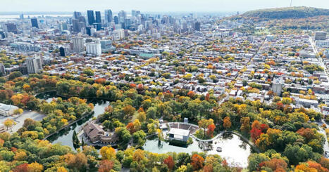 La surprenante raison pour laquelle les arbres survivent mieux aux sécheresses en ville que dans les parcs | Biodiversité - @ZEHUB on Twitter | Scoop.it