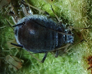 Comprendre les bases génomiques de la coévolution hôte-parasite dans un contexte de domestication chez les pucerons et les pommiers (A. Cornille, GQE) | Life Sciences Université Paris-Saclay | Scoop.it