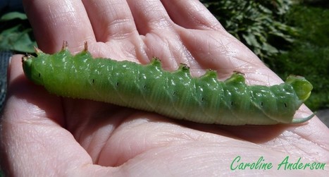 Fascinantes chenilles | EntomoScience | Scoop.it