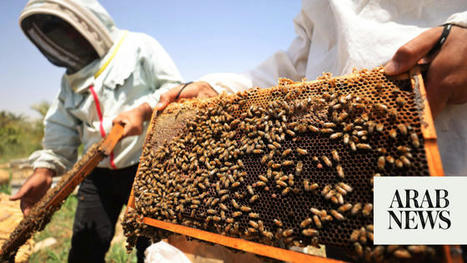 MENA : Iraq honey production at the mercy of heat and drought | CIHEAM Press Review | Scoop.it