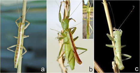 Le 31e ordre d'insectes, celui des Mantophasmatodea, découvert en 2002 | Insect Archive | Scoop.it