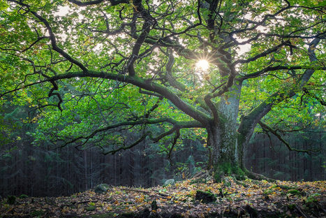 Mik&auml; on luonnon kannalta paras puulaji? | 1Uutiset - Lukemisen t&auml;hden | Scoop.it
