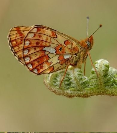 Photos - Royaume-Uni : un écrin de papillons rares | MaxiSciences | EntomoNews | Scoop.it