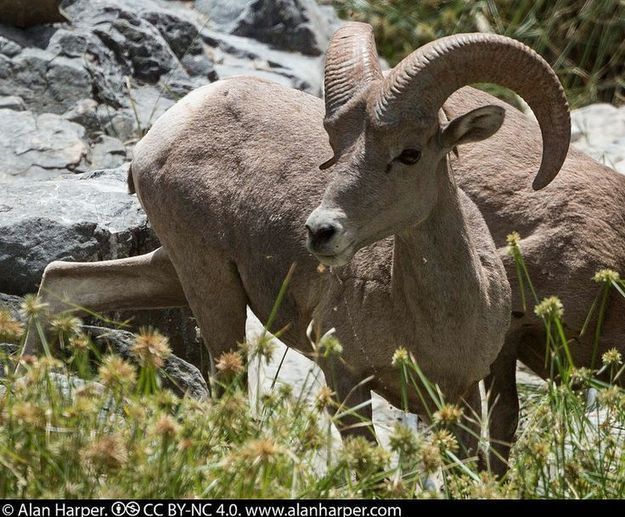 Baja California Fauna Borrego Cimarrón...