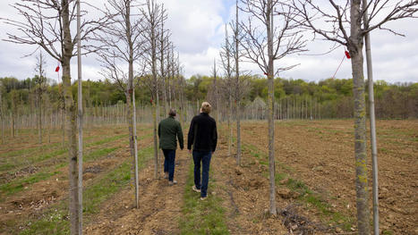 Multiplications des plans Arbres en Île-de-France : les pépinières locales peinent à répondre à la demande | Environnement, paysage et biodiversité | Scoop.it