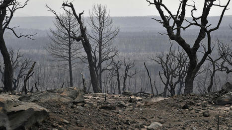 Algérie : plus de 10 000 hectares d'un parc classé par l'Unesco détruits par les incendies | EntomoNews | Scoop.it