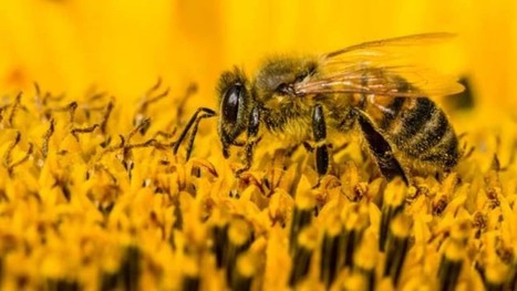 Les pesticides « tueurs d'abeilles » ne servent à rien, conclut une étude | Biodiversité | Scoop.it