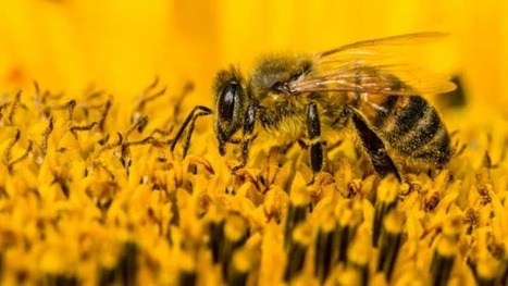Les pesticides &laquo;&nbsp;tueurs d'abeilles&nbsp;&raquo; ne servent &agrave; rien, conclut une &eacute;tude | EntomoNews | Scoop.it
