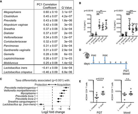 Lactobacillus-Deficient Cervicovaginal Bacterial Communities Are Associated with Increased HIV Acquisition in Young South African Women | Mucosal Immunity | Scoop.it