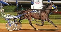 A Rocknroll Dance entered to qualify at Hoosier Park - Harness Racing Newsroom - USTA - USTROTTING | Racing News | Scoop.it