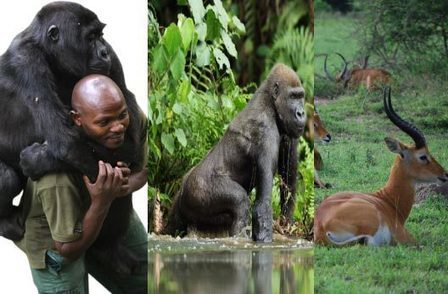 2016: Uganda will be a hot tourist destination | Trending in Uganda | Scoop.it