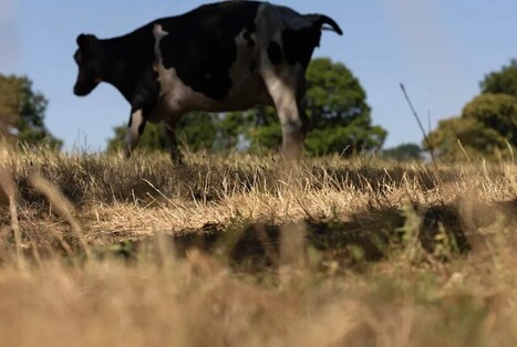 Qu&rsquo;est-ce que l&rsquo;orthobunyavirus, cette nouvelle maladie qui touche les vaches&nbsp;? | Revue de presse du Centre de doc | Scoop.it