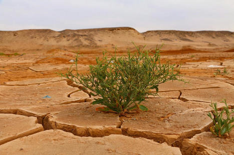 WORLD : The planet is at risk of numerous climate tipping points | CIHEAM Press Review | Scoop.it