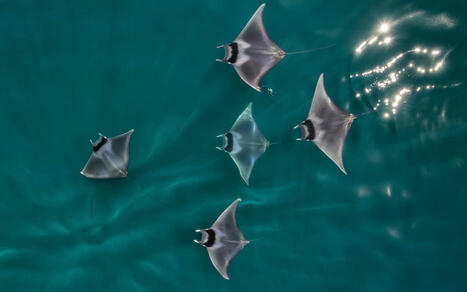 Lancement d’une mobilisation internationale pour stopper l’extinction des requins et des raies | Biodiversité | Scoop.it