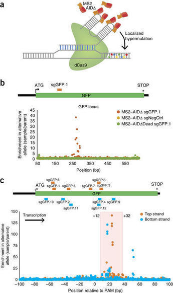 Directed evolution using dCas9-targeted somatic hypermutation in mammalian cells | RMH | Scoop.it