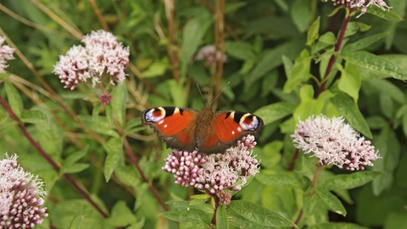 Big Butterfly Count at Lorton (Guided Walk) | Dorset Wildlife Trust | World Science Environment Nature News | Scoop.it