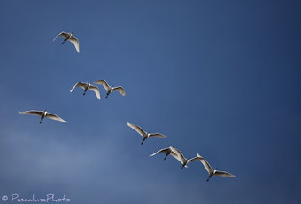 Vol d'Aigrettes garzettes (Egretta garzetta), A flock of Little Egrets | Les oiseaux au gré du vent | Scoop.it