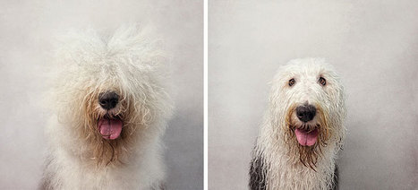 'Dry Dog Wet Dog', An Insightful Portrait Series | 16s3d: Bestioles, opinions & pétitions | Scoop.it